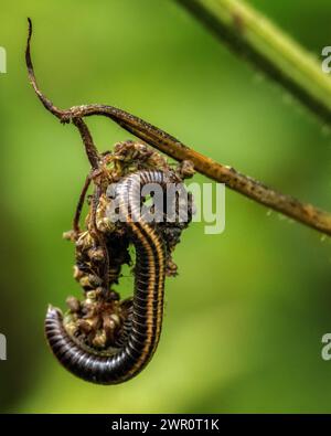 Millipede a strisce (Ommatoiulus sabulosus) che esplora una pianta alla luce del giorno mostrando le sue spiccate strisce di zenzero, Regno Unito Foto Stock