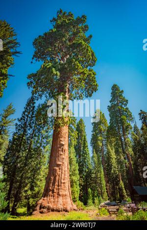 Albero di Sentinella del parco nazionale di sequoia Foto Stock