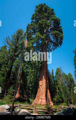 Sentinel Tree e bandiera americana nel parco nazionale di sequoia Foto Stock