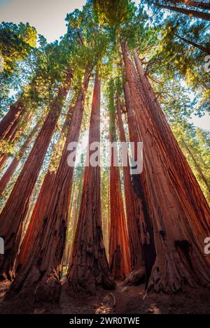 Il gruppo senato di alberi nel parco nazionale di sequoia Foto Stock