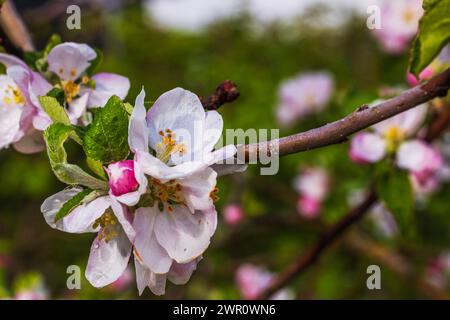 Vista macro dei fiori di un melo in una splendida giornata primaverile. Foto Stock