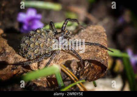 Lupo ragno, Pardosa amentata con bambini spiderling sulla schiena che si crogiolano al sole, Regno Unito Foto Stock