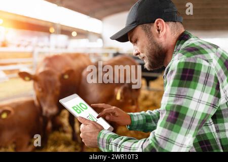 Bestiame da fattoria biologico. Uomo agricoltore che utilizza controlli digitali e monitora gli standard di qualità Bio. Foto Stock