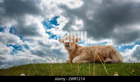 Vitello di bestiame delle Highland sdraiato guardando verso la telecamera su un knoll erboso con fiori selvatici con bocca aperta, North Yorkshire, Inghilterra, Regno Unito Foto Stock