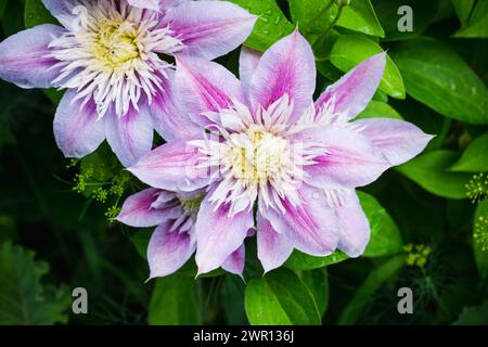 Le clematidi in fiore "Josephine" nel giardino. Profondità di campo ridotta. Foto Stock