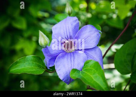 Fiori di clematide 'Ramona' nel giardino. Profondità di campo ridotta. Foto Stock