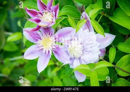 Le clematidi in fiore "Josephine" nel giardino. Profondità di campo ridotta. Foto Stock