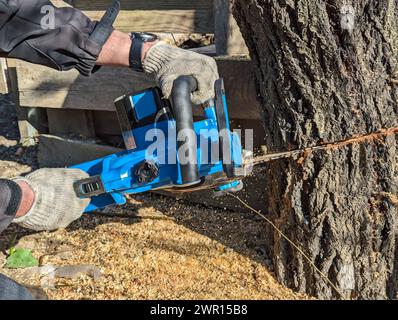 taglio di alberi con motosega in una segheria Foto Stock