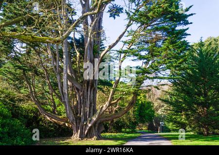 Gigantesco albero multitronco con ampi rami Foto Stock