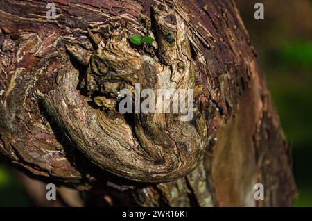 Primo piano di un tronco d'albero gnarato Foto Stock