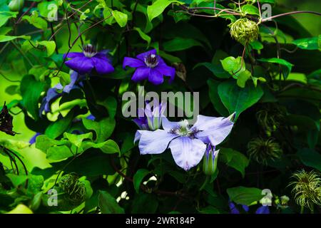 Fiori di clematide 'Ramona' nel giardino. Profondità di campo ridotta. Foto Stock