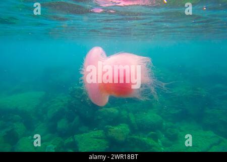 Enormi meduse rosa viola nelle acque tropicali dell'Oceano Indiano vicino alle barriere coralline e alle rocce Foto Stock