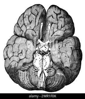 "The Circle of Willis", da "cerebri Anatome", 1664. Di Thomas Willis (1621-1675). Illustrazione di Sir Christopher Wren (1632-1723). Willis fu un pioniere nella ricerca sull'anatomia del cervello, del sistema nervoso e dei muscoli. La sua scoperta più notevole fu il "cerchio di Willis", un cerchio di arterie alla base del cervello. L'anatomia del cervello e dei nervi di Willis, come descritto nel suo anatomo cerebrale del 1664, è minuscola ed elaborata. Foto Stock