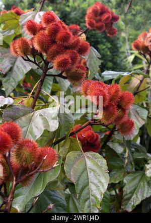 Achiote o Lipstick Tree, Bixa orellana, è un arbusto o piccolo albero originario della regione tropicale delle Americhe. North, Central e South Amer Foto Stock