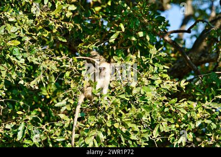 Vervet Monkey seduto nel baldacchino di un albero in Africa Foto Stock
