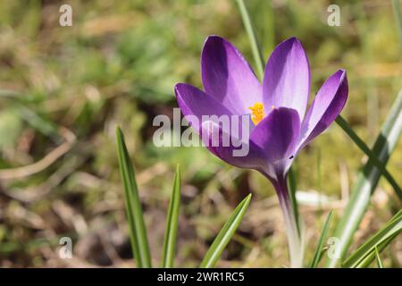 Primo piano di un Crocus tommasinianus viola illuminato dal sole in un prato, copia spazio sul lato sinistro, sfondo sfocato Foto Stock