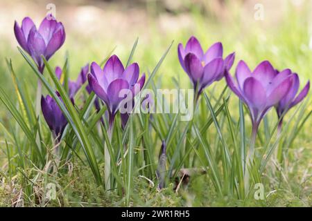 Primo piano di un gruppo di bellissimi croci viola in un prato, messa a fuoco selettiva, sfondo sfocato Foto Stock