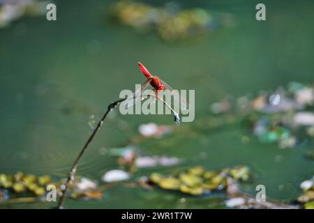 Una libellula rossa seduta su un ramo di canne sopra una piscina di acqua ferma con vegetazione sommersa Foto Stock