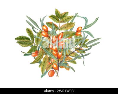 Raccolto autunnale. Bacche di spinoso marino e foglie di rowan. Bacche d'arancia, foglie verdi. Bouquet. Illustrazione floreale ad acquerello per i saluti Foto Stock