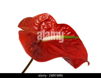 Antracio rosso - Andraeanum fiore isolato su sfondo bianco. Concentrazione differenziale sulla resistenza. Foto Stock