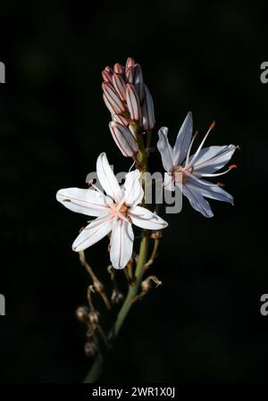 Portogallo. Fiori primaverili. Asfodel in fiore. Asphodelus Aestivus o Asphodelus Ramosus. Liliaceae. Retroilluminazione naturale. Messa a fuoco selettiva superficiale Foto Stock