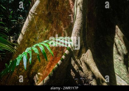 Radici di un albero della foresta pluviale, sentiero pedonale Tutamonlin Birrar, Malanda, Queensland, Australia Foto Stock