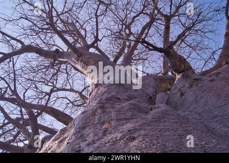 Alberi di baobab in Africa. Base larga e parte superiore compatta mostrata in inverno senza foglie e frutta. Foto Stock