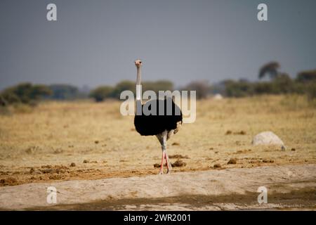 Uno struzzo maschile nelle pianure aperte e nella savana africana Foto Stock