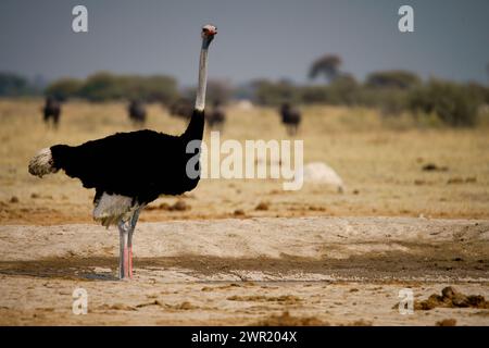 Uno struzzo maschile nelle pianure aperte e nella savana africana Foto Stock