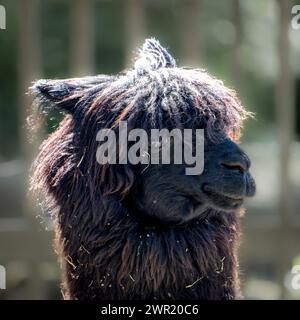 Primo piano di un lama in una fattoria Foto Stock