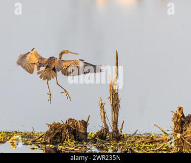 Heron viola atterra a terra Foto Stock