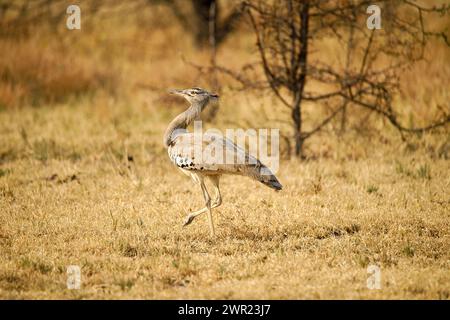 Un Kori Bustard che cammina attraverso brevi praterie sulle pianure dell'Africa. Foto Stock