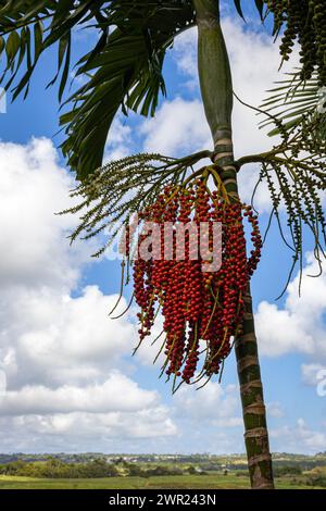 Foresta di fiori, Barbados, Caraibi Foto Stock