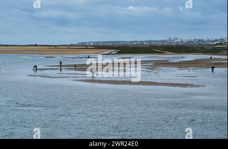 Alvor, Algarve, Portogallo - 02, 25, 2024. Raccolta di molluschi a Low Tide a Ria de Alvor. Foto Stock