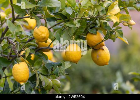 Limone con frutti di limone a Maiorca, Maiorca, Isole Baleari, Spagna, Europa Foto Stock