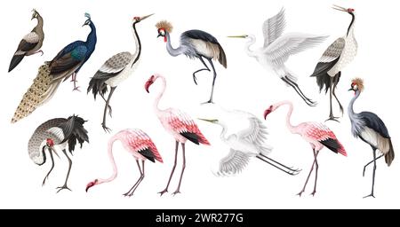 Gli uccelli più grandi hanno uno stile realistico e dettagli di alta qualità. Vettore Illustrazione Vettoriale