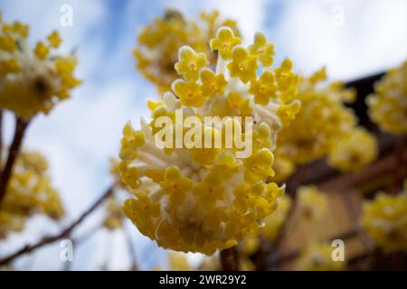 Edgeworthia chrysantha, conosciuta come Oriental Paper Bush, Paperbush Plant. Foto Stock