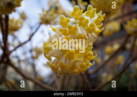 Edgeworthia chrysantha, conosciuta come Oriental Paper Bush, Paperbush Plant. Foto Stock