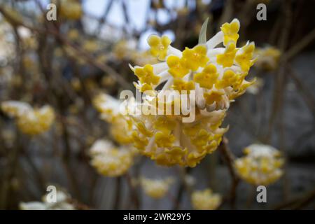 Edgeworthia chrysantha, conosciuta come Oriental Paper Bush, Paperbush Plant. Foto Stock