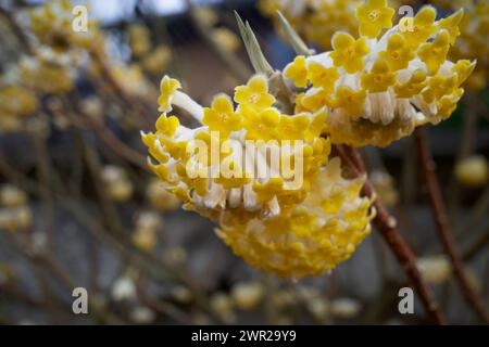 Edgeworthia chrysantha, conosciuta come Oriental Paper Bush, Paperbush Plant. Foto Stock