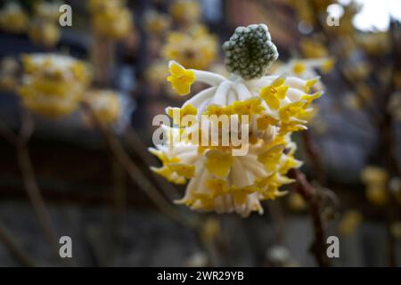 Edgeworthia chrysantha, conosciuta come Oriental Paper Bush, Paperbush Plant. Foto Stock