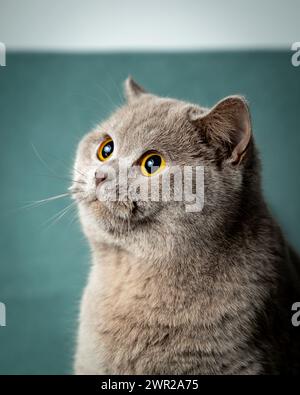 Un gatto grigio con occhi larghi che fissa l'ahea diritta Foto Stock