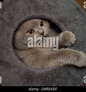 Un gatto piccolo con occhi gialli e zampe allungate Foto Stock