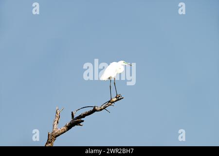 La piccola Egret che giace su un ramo di un albero morto in Africa Foto Stock