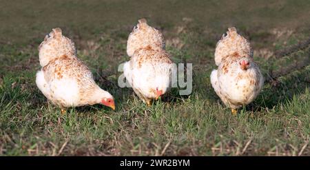 Tre polli bianchi camminano fianco a fianco in un prato asciutto, in cerca di cibo. I polli corrono in fila. Foto Stock