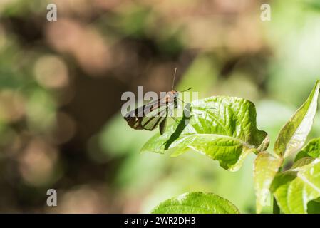 Riposa in un fantastico Skipper (Corra coryna ex Vettius coryna) in Colombia Foto Stock