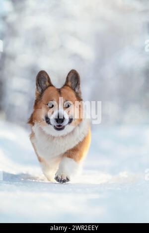 un simpatico cane da corgi cammina sulla neve bianca nel parco invernale Foto Stock