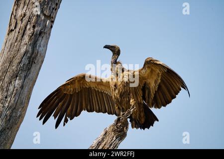 Avvoltoio bianco seduto su un albero dopo aver nutrito con le ali sparse e crogiolarsi al sole Foto Stock