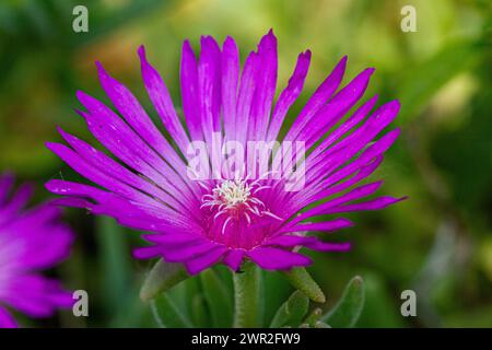 Fiore di Lampranthus spectabilis Foto Stock