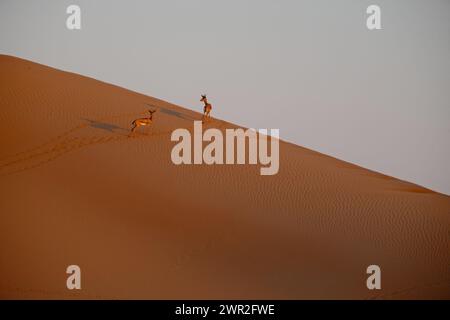 Paesaggio desertico con due gazzelle Foto Stock